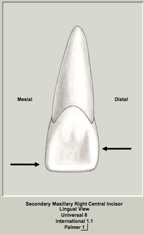 Ext Morph Mx Central Lingual 1.png